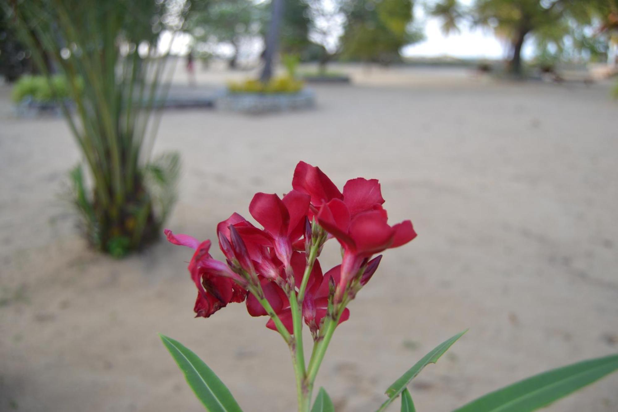 Nirukthie Beach Resort & Restaurant Kalpitiya Eksteriør billede